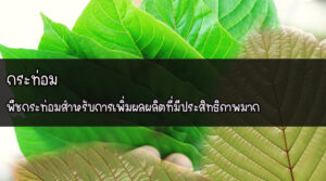 กระท่อม